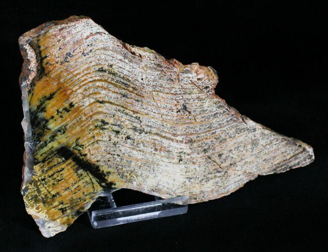 Strelley Pool Stromatolite - Oldest Known Life ( Billion Years) #22481